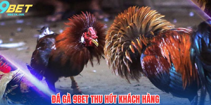 Chuyên mục đá gà 9bet thu hút đông đảo khách hàng