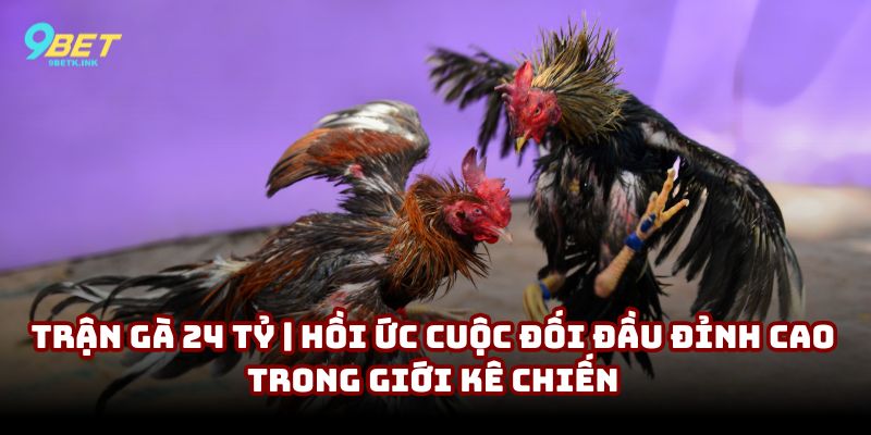 trận gà 24 tỷ